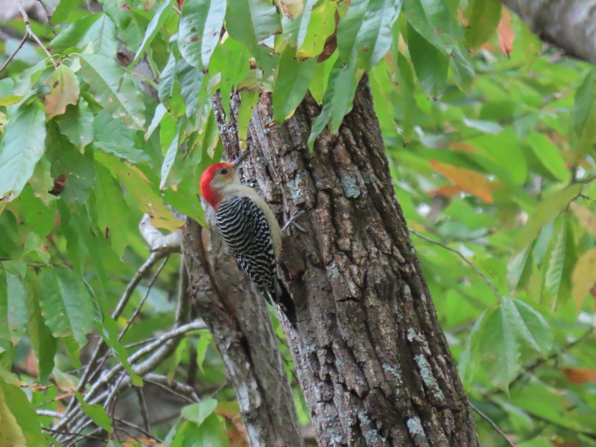 Carolinaspecht - ML645926852