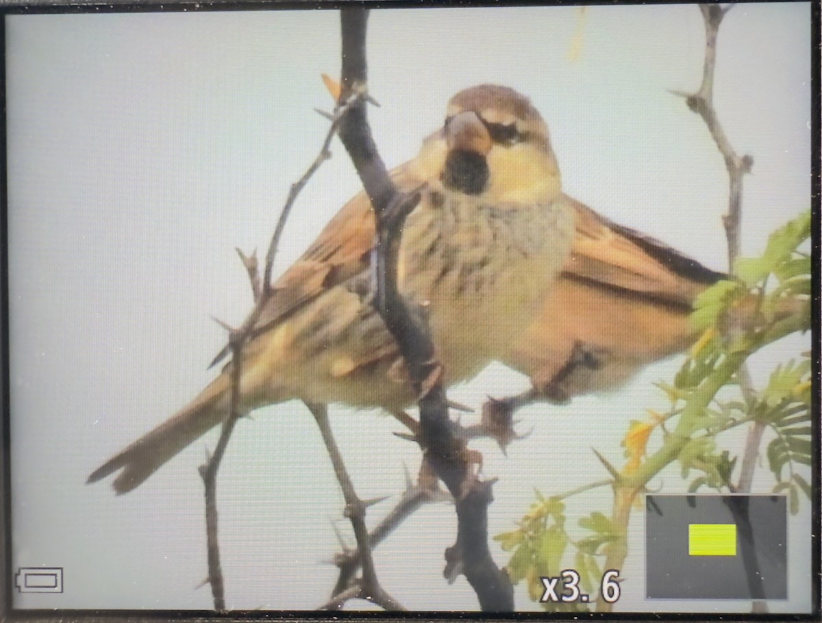 vrabec pokřovní - ML645926855