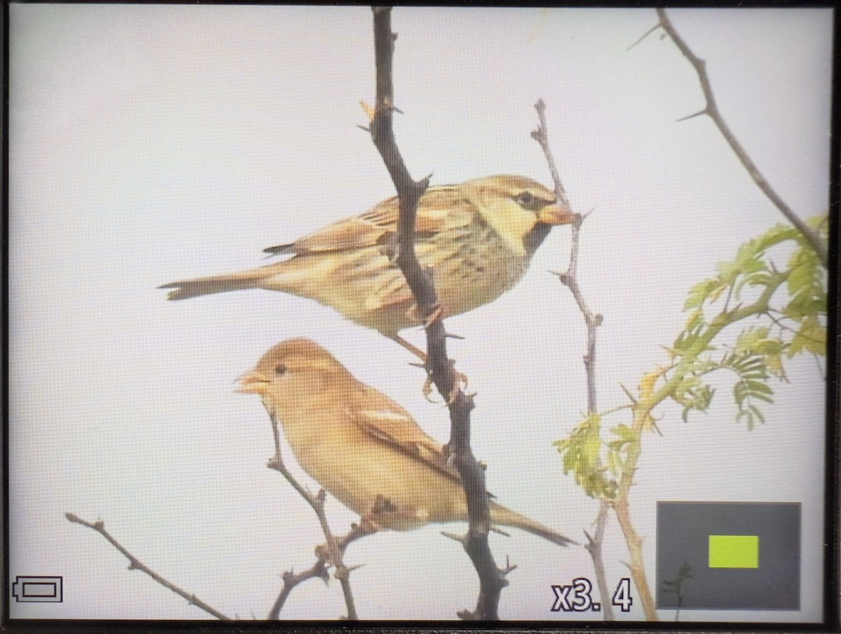 vrabec pokřovní - ML645926856