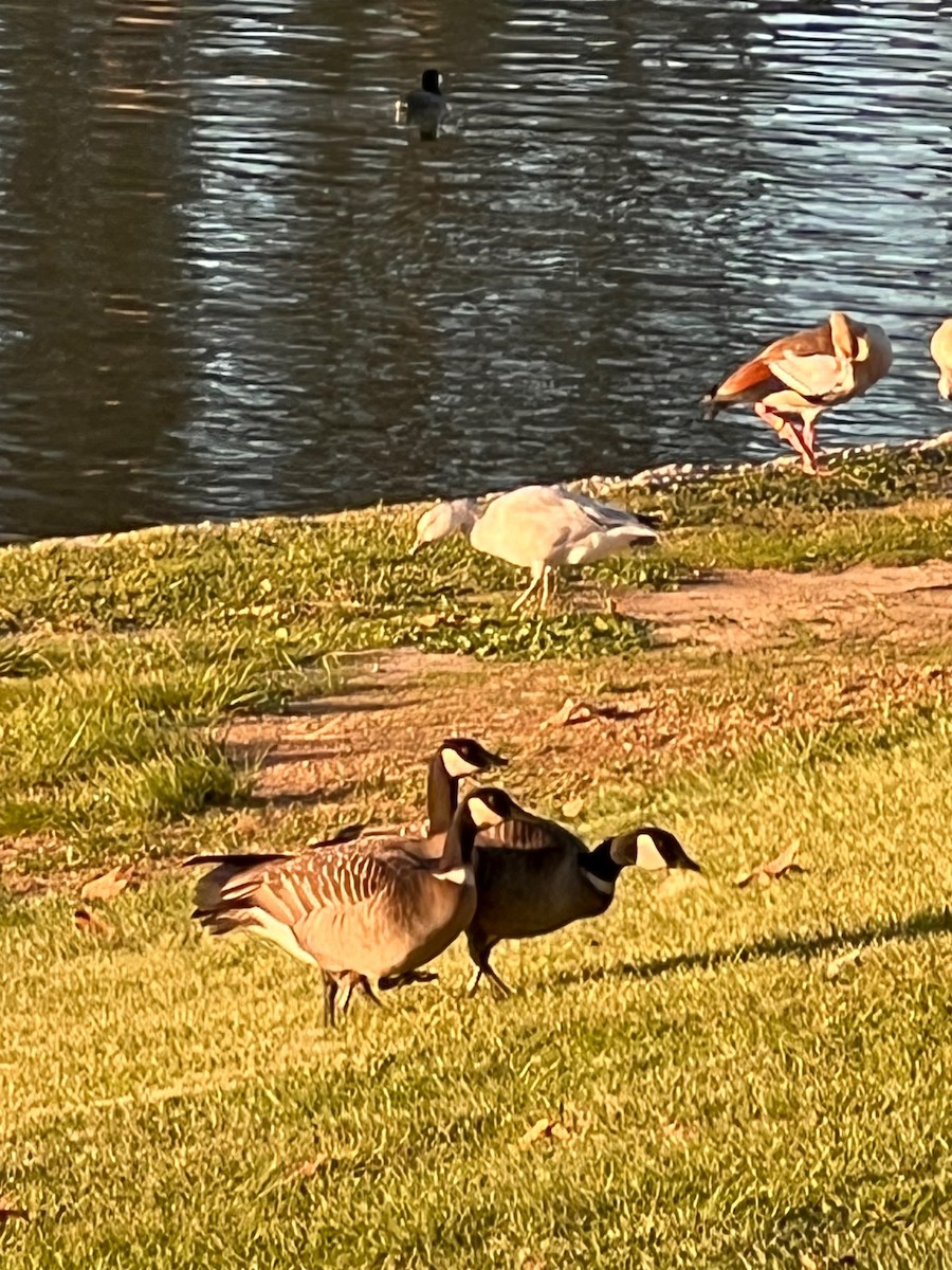 小加拿大雁 - ML645926858