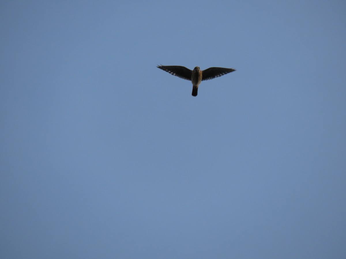 בז אמריקני - ML645926859