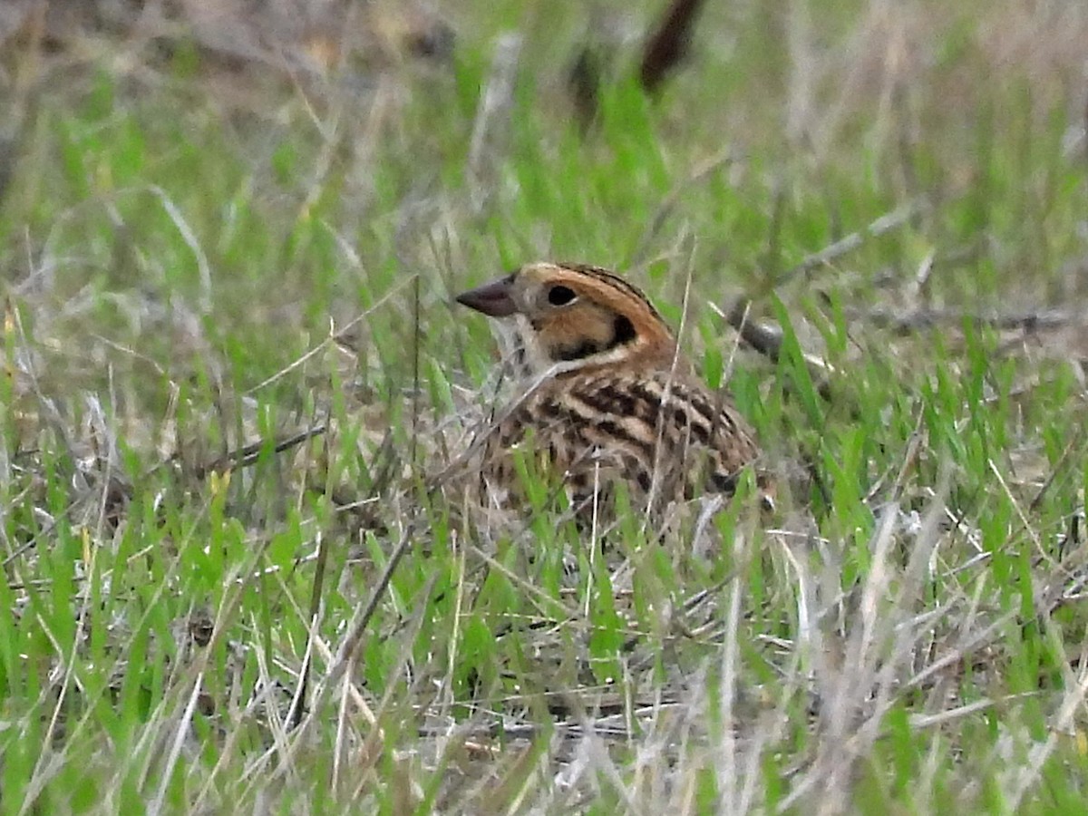Lapland Longspur - ML645926861