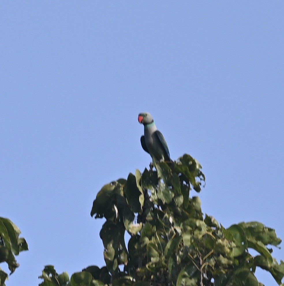 Malabar Parakeet - ML645926868