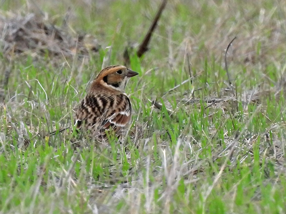 Lapland Longspur - ML645926869