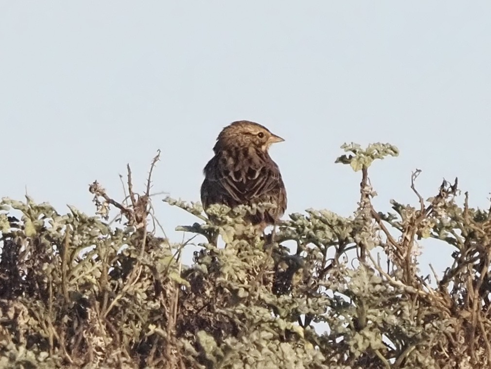 Savannah Sparrow (Belding's) - ML645926875