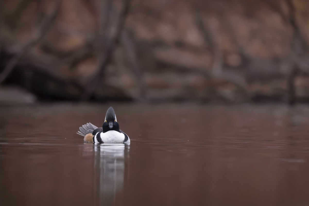 Hooded Merganser - ML645926884