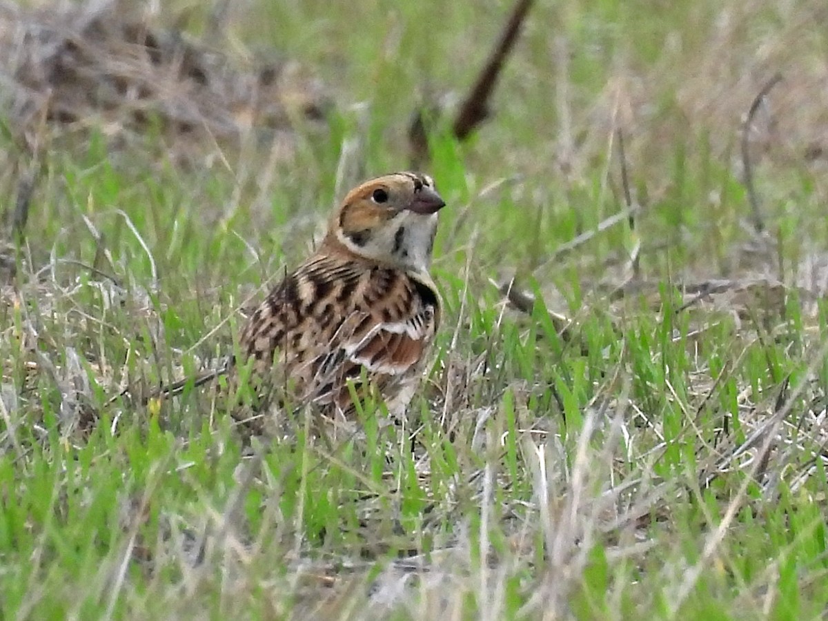 Lapland Longspur - ML645926885