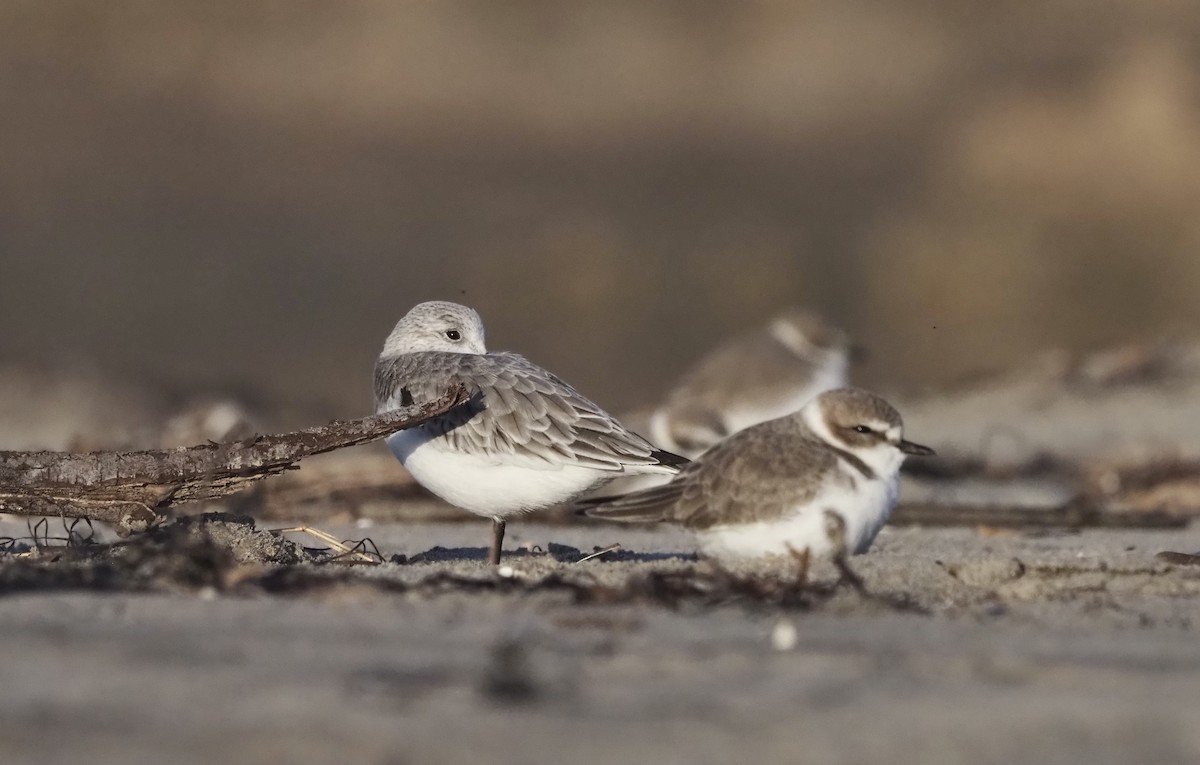 Sanderling - ML645926886