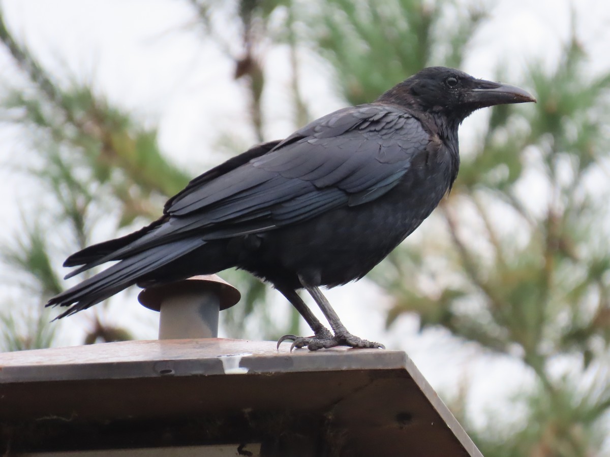 svartkråke - ML645926890