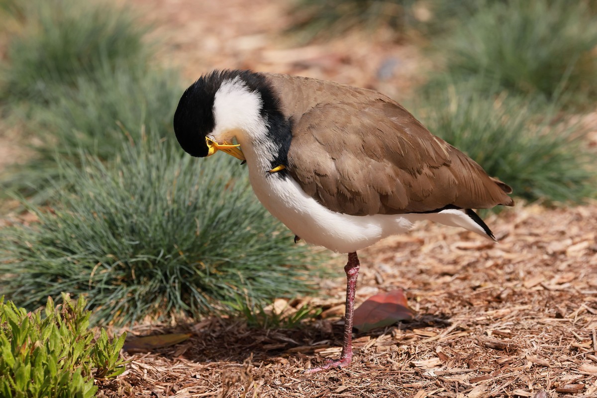 Masked Lapwing - ML645926891