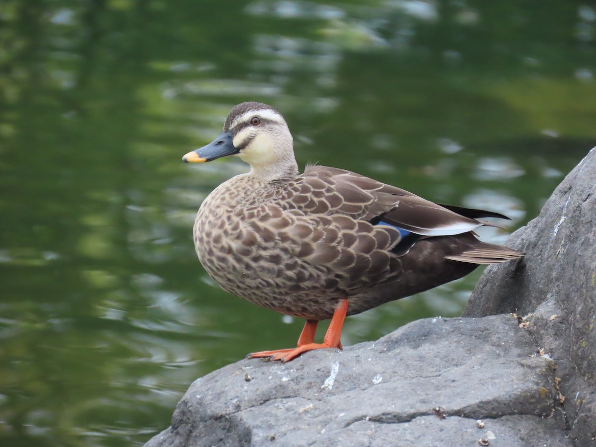 kinaand - ML645926897