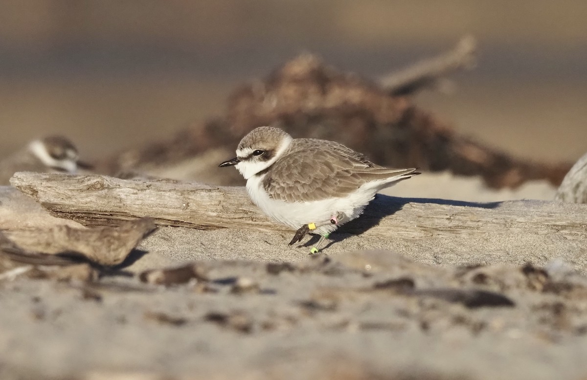 Snowy Plover - ML645926910
