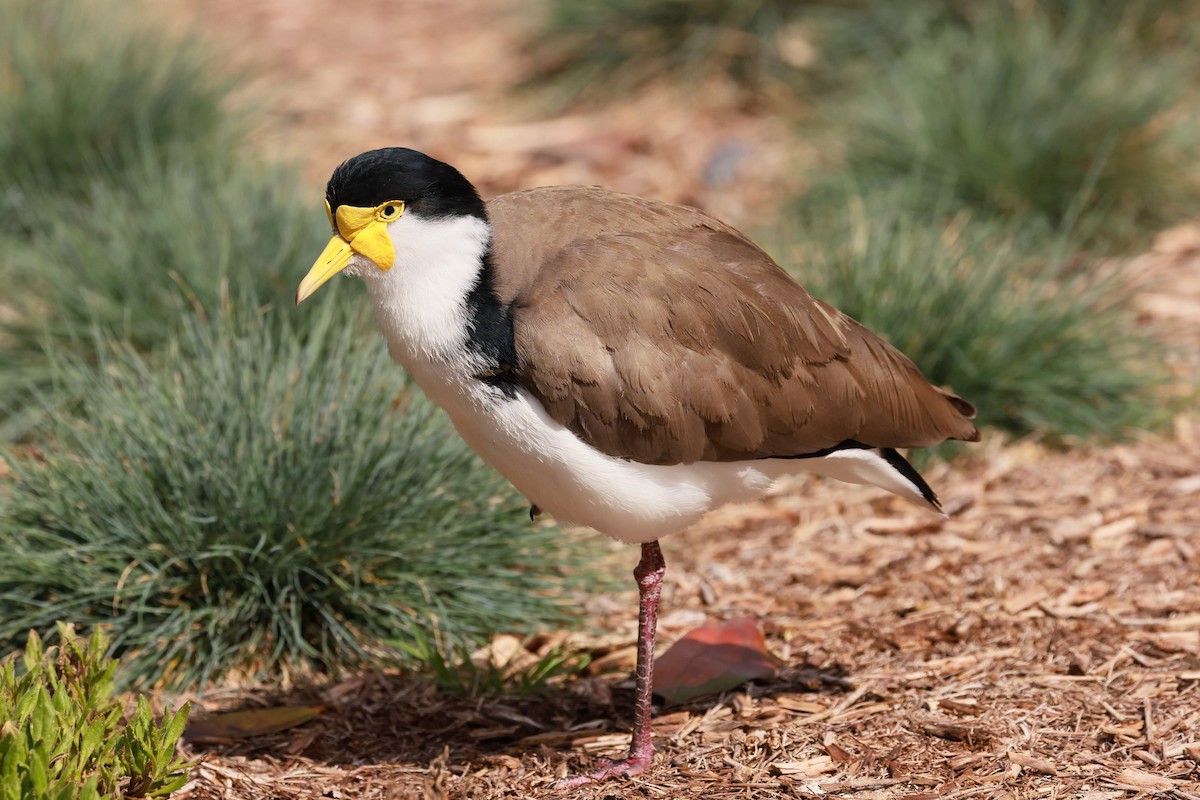 Masked Lapwing - ML645926913