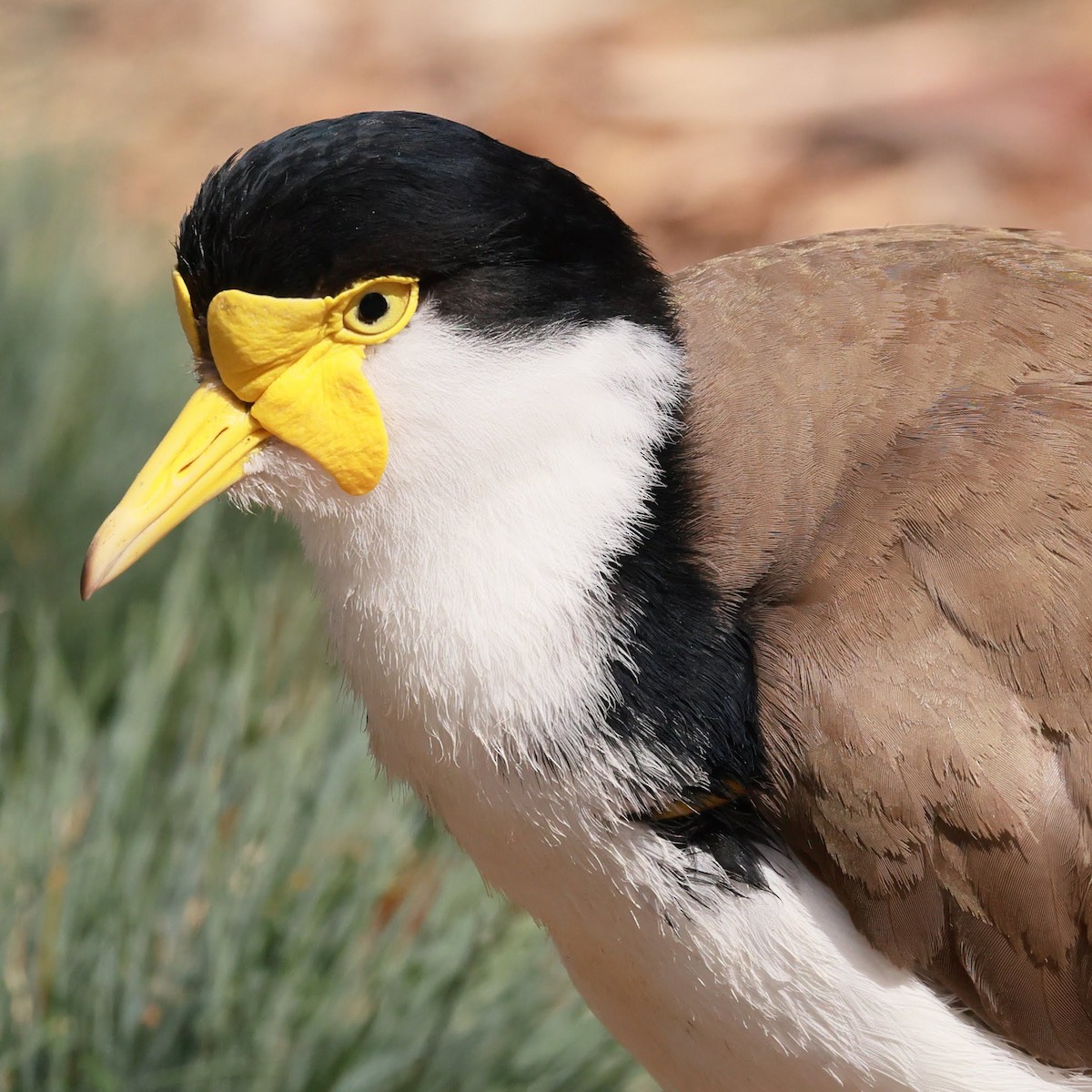 Masked Lapwing - ML645926925