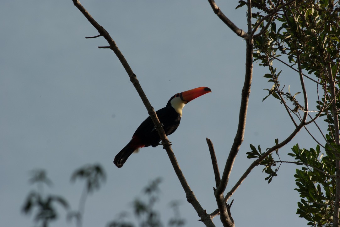 Toco Toucan - ML645926928