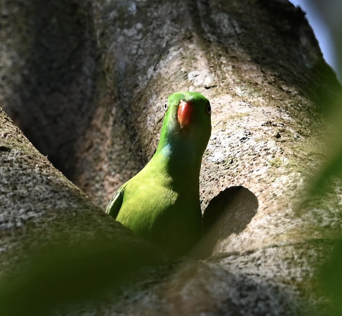 Vernal Hanging-Parrot - ML645926938