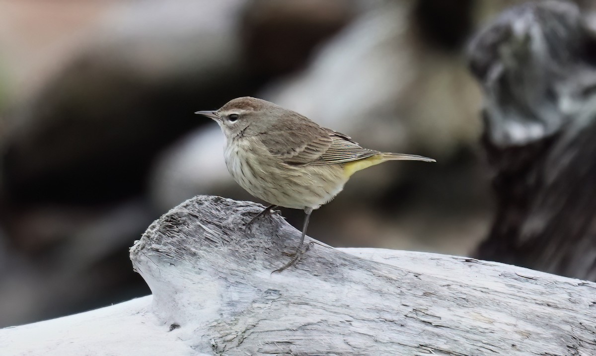 Palm Warbler - ML645926946