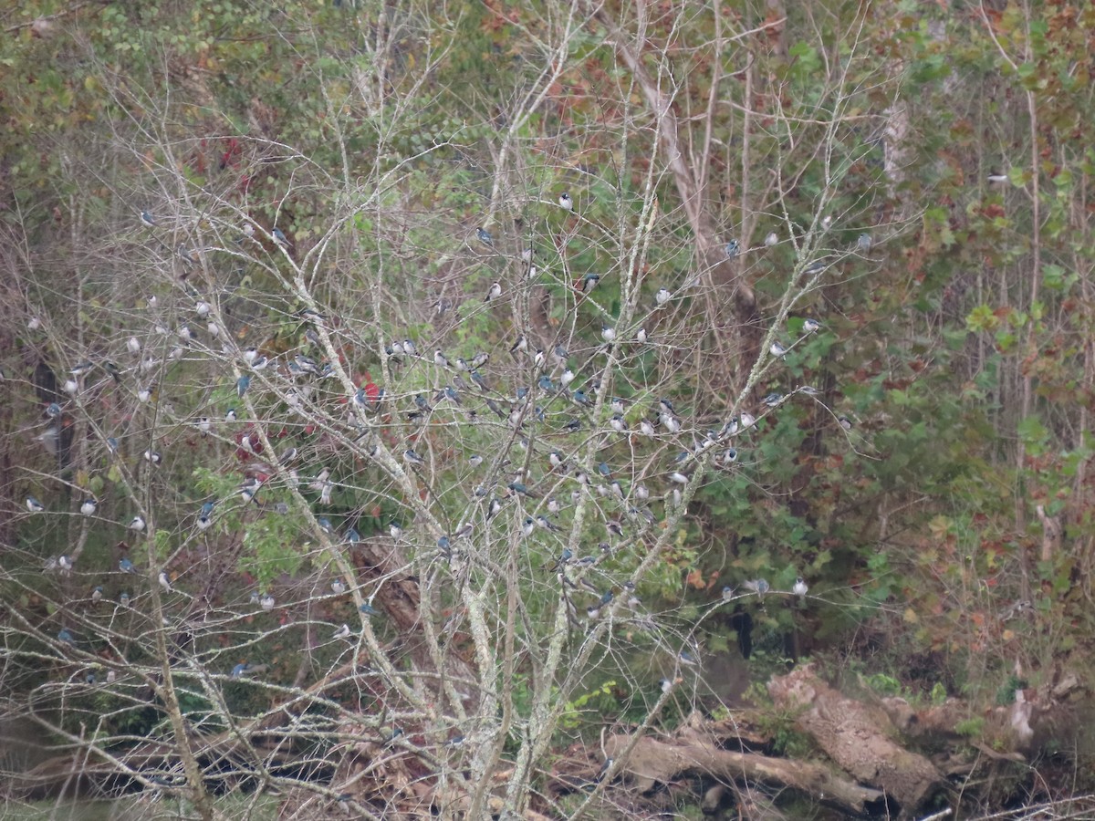 Tree Swallow - ML645926950