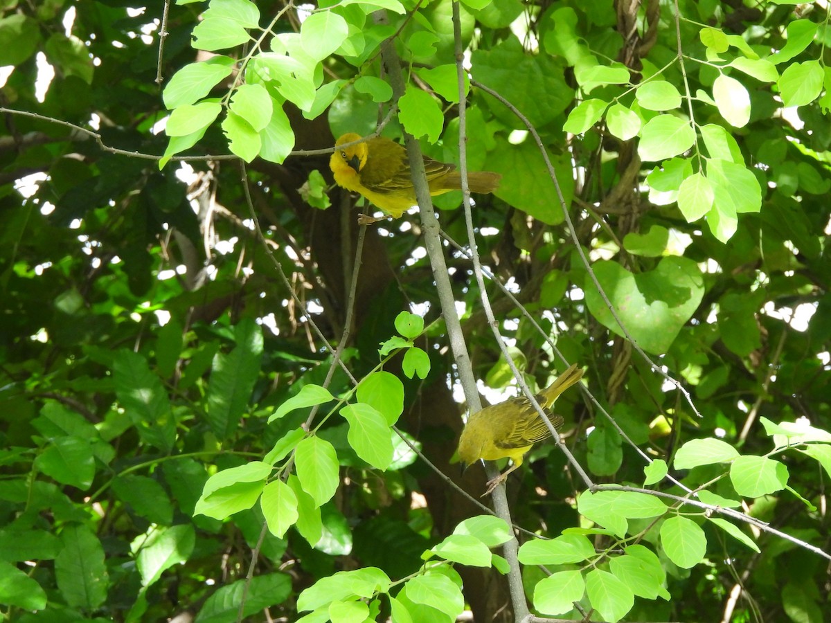 Holub's Golden-Weaver - ML645926953