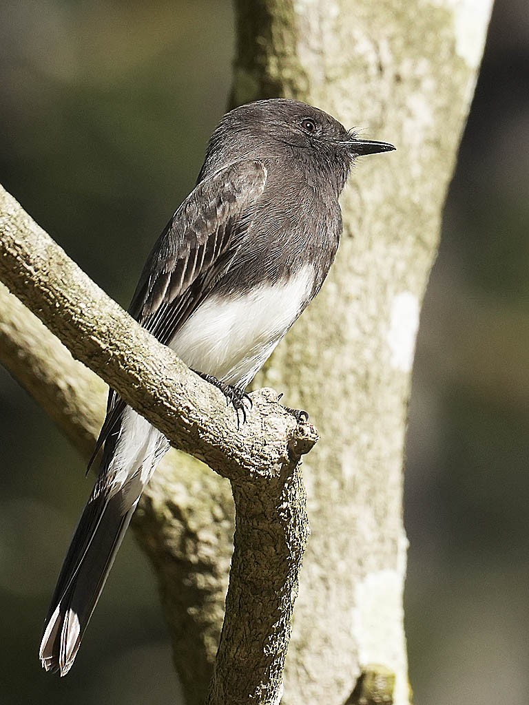 Black Phoebe - ML645926969