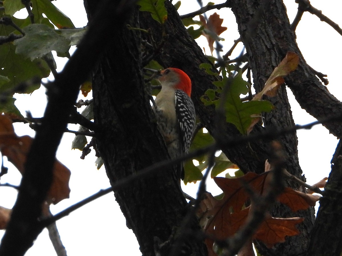 Carolinaspecht - ML645926971