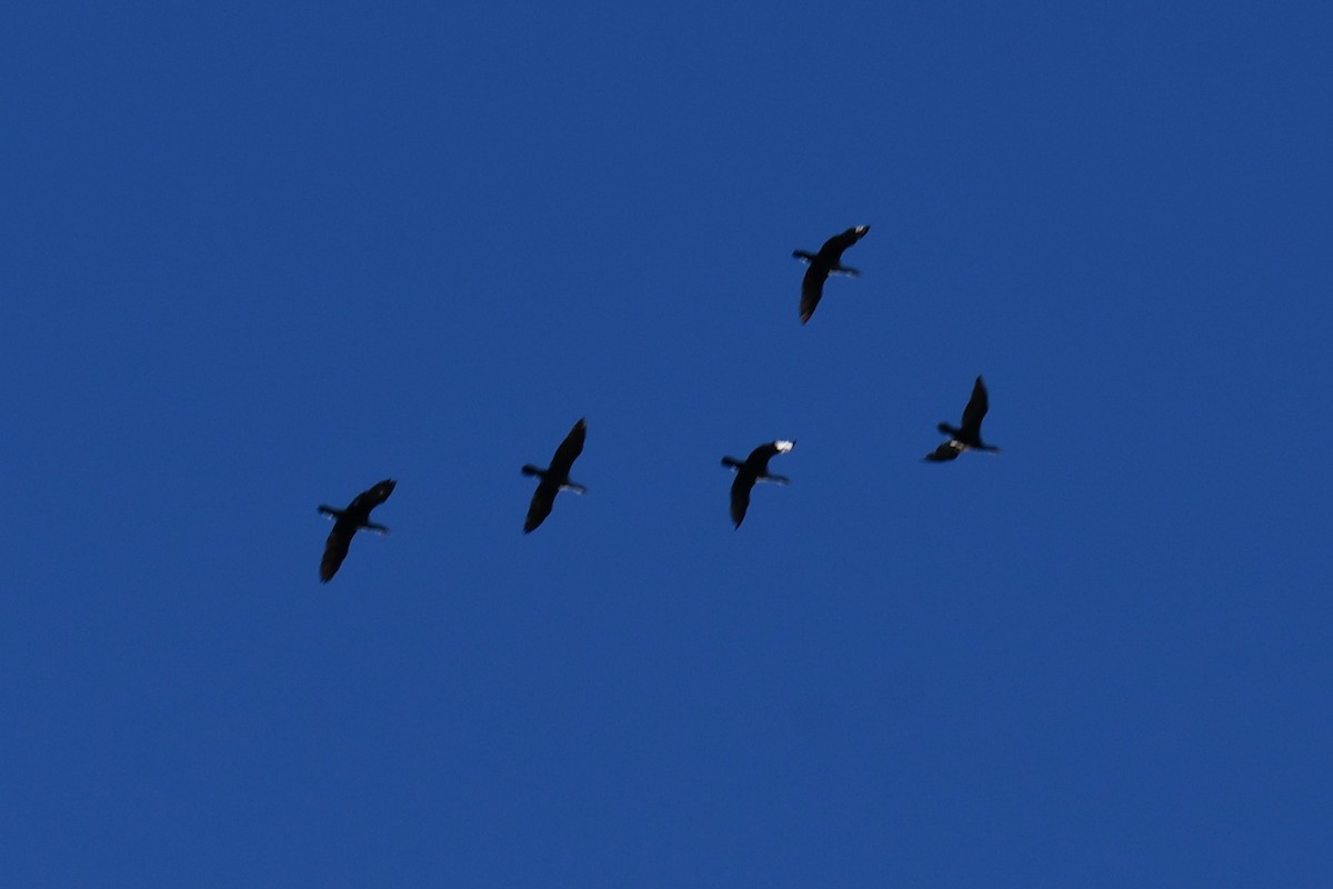 Double-crested Cormorant - ML645926981