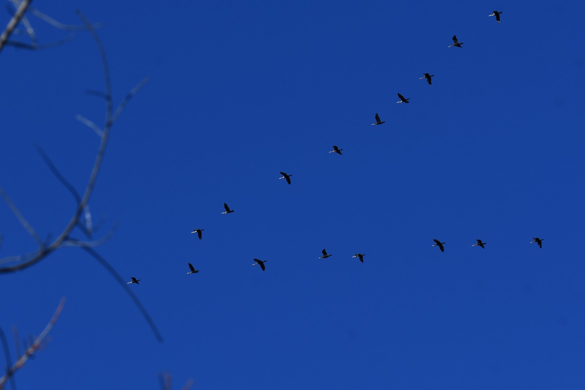 Double-crested Cormorant - ML645926982