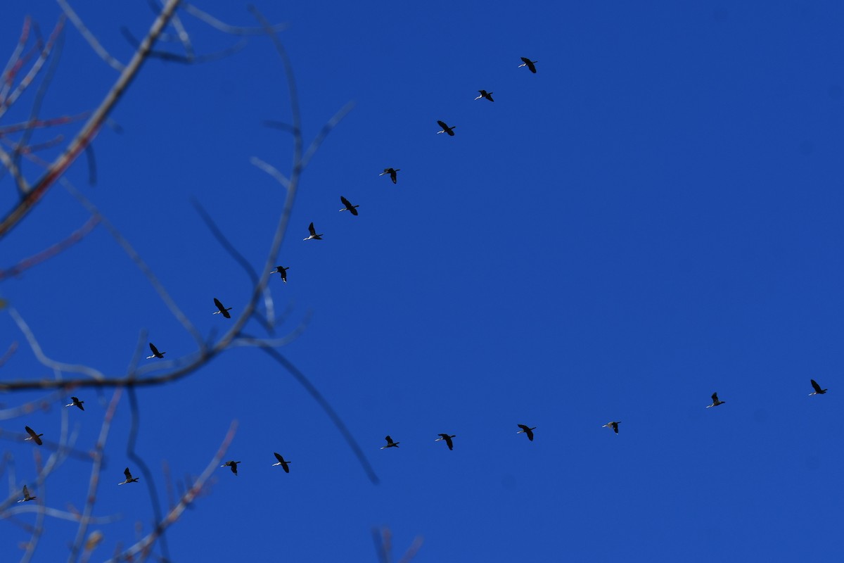 Double-crested Cormorant - ML645926983