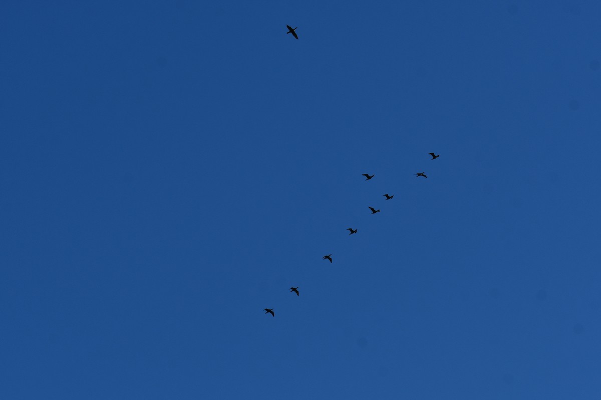 Double-crested Cormorant - ML645926984