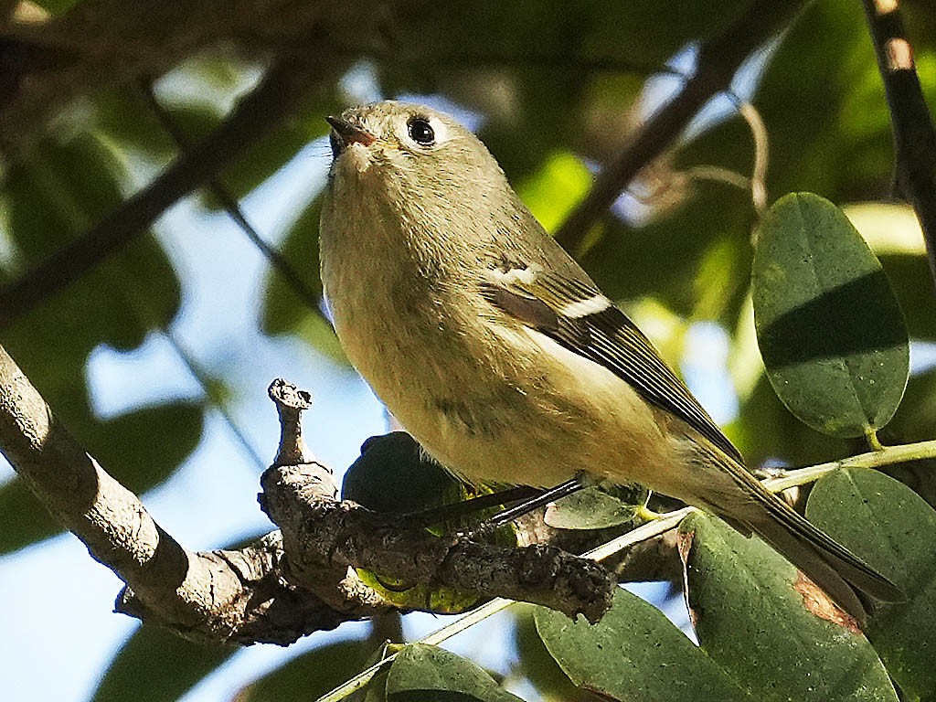 Ruby-crowned Kinglet - ML645926985