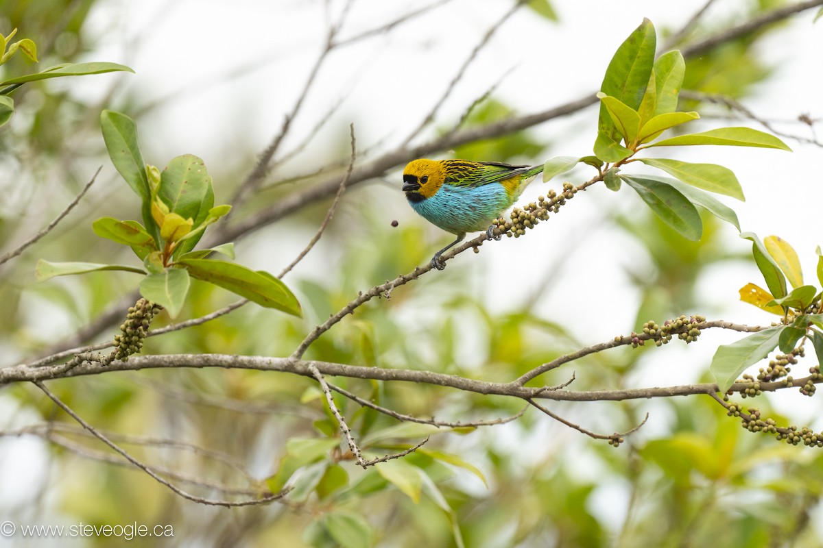 Gilt-edged Tanager - ML645926986