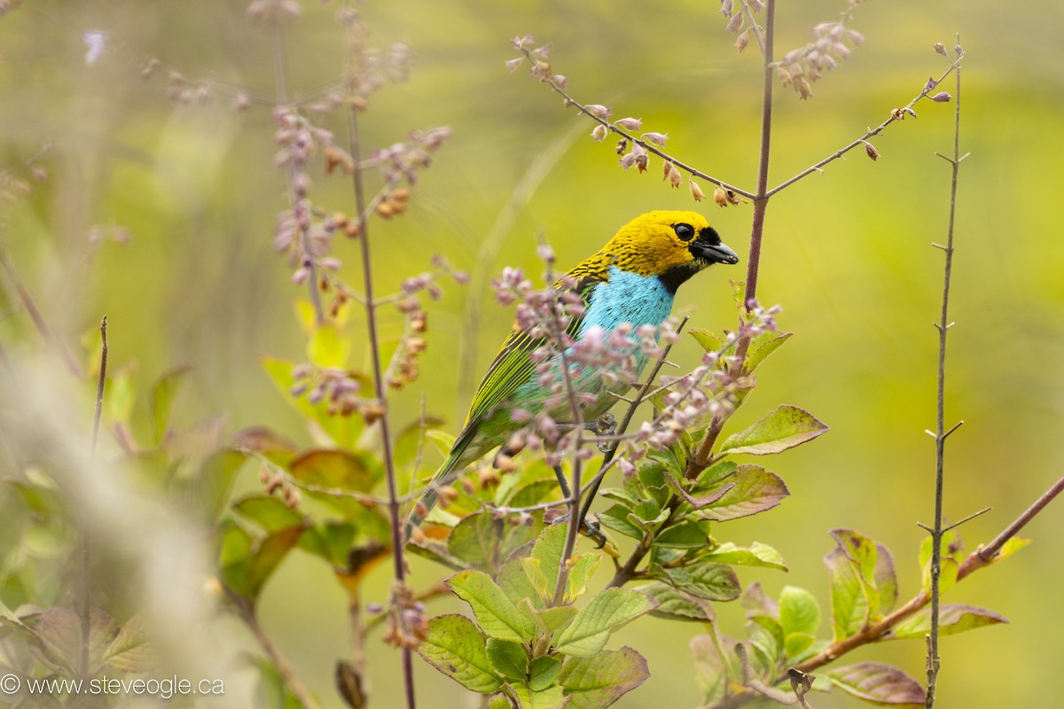 Gilt-edged Tanager - ML645926987