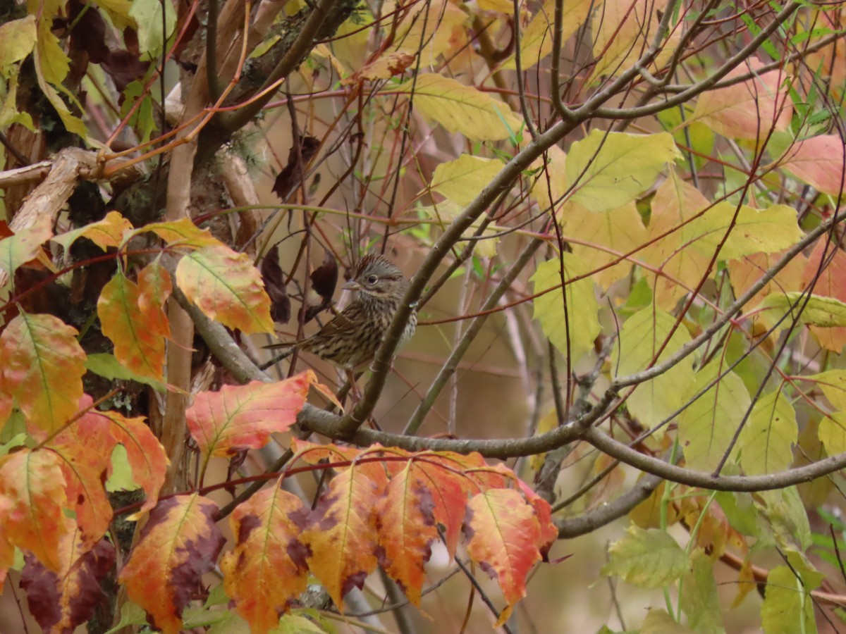 Lincoln's Sparrow - ML645926988