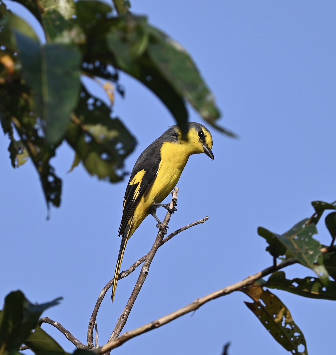 Orange Minivet - ML645926989