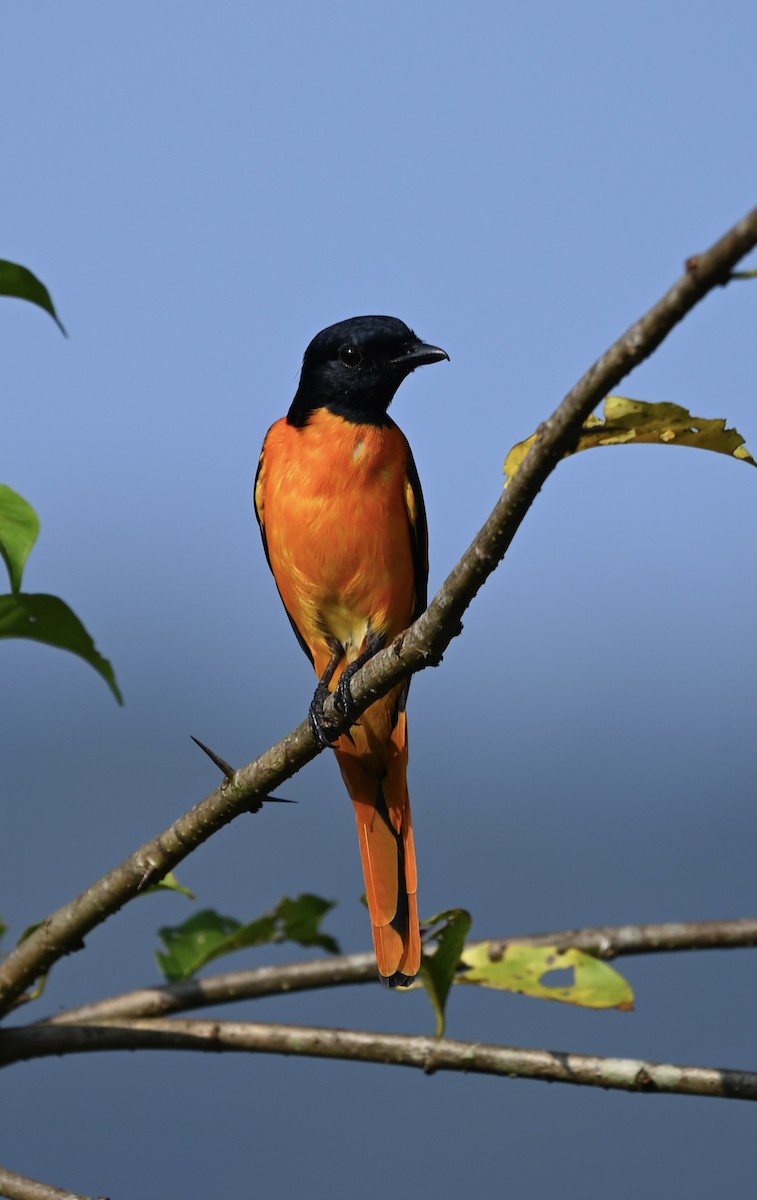 Orange Minivet - ML645926990