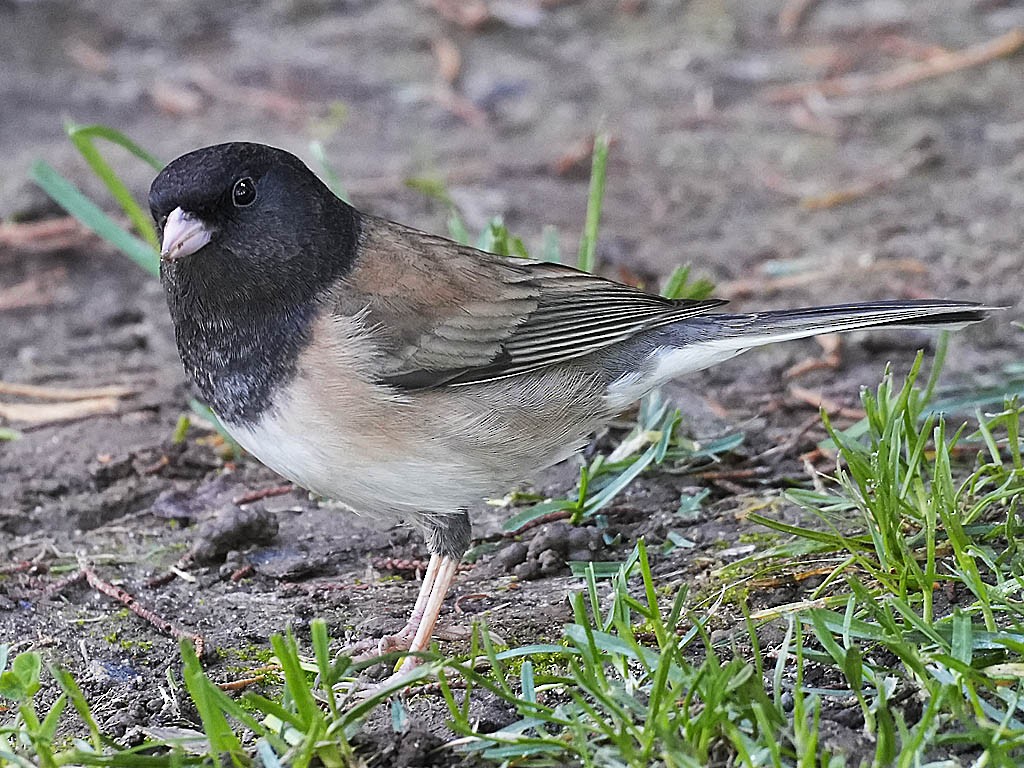 Dark-eyed Junco (Oregon) - ML645926991