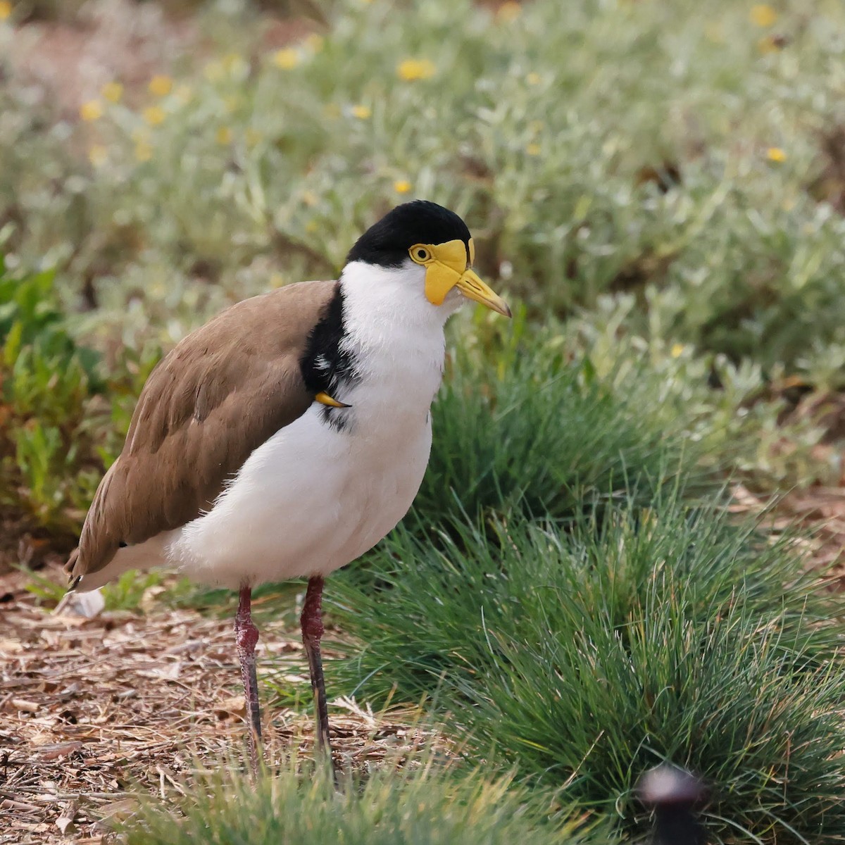 Masked Lapwing - ML645926992