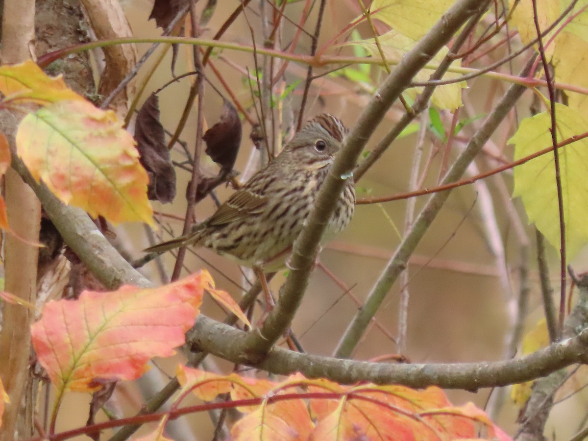 Lincoln's Sparrow - ML645926993