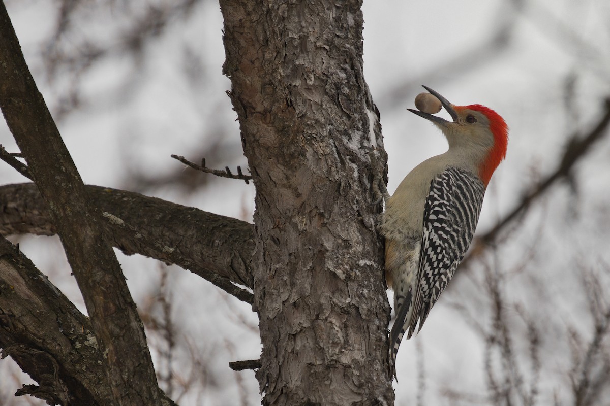 Red-bellied Woodpecker - ML645926994
