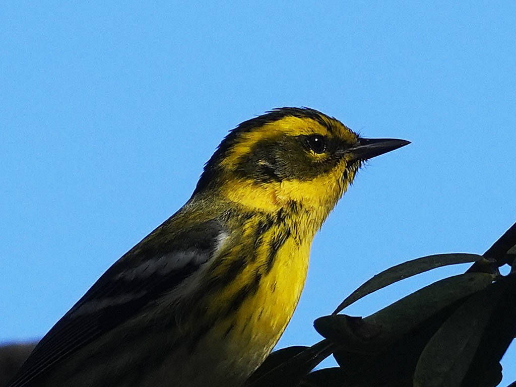 Townsend's Warbler - ML645926995