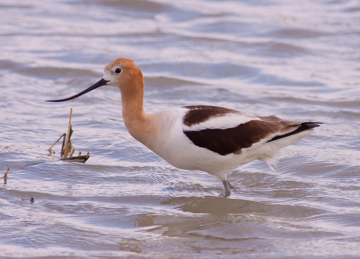 American Avocet - ML645926996