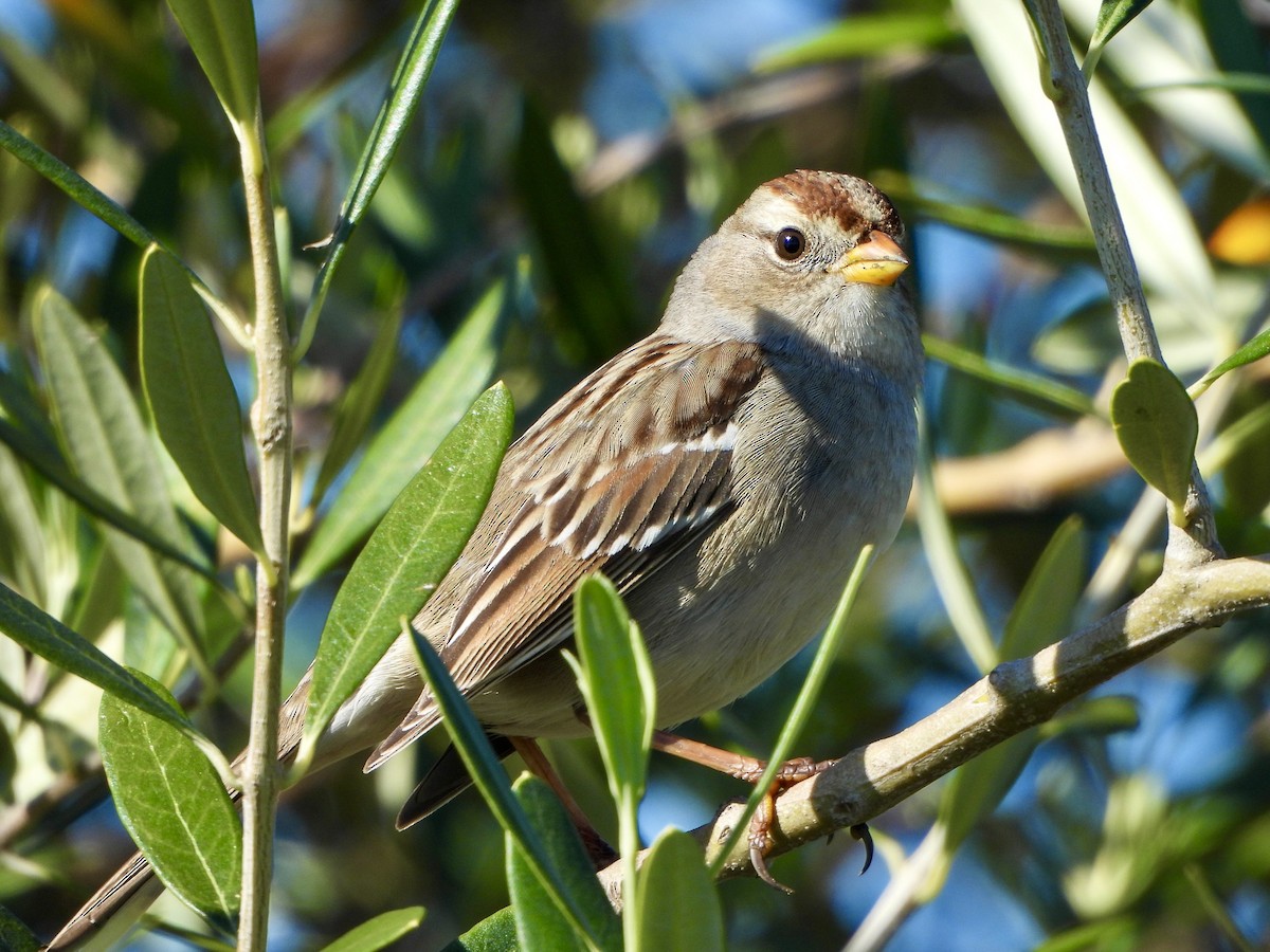 White-crowned Sparrow - ML645926997