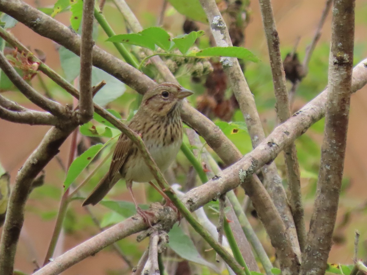Lincoln's Sparrow - ML645926998