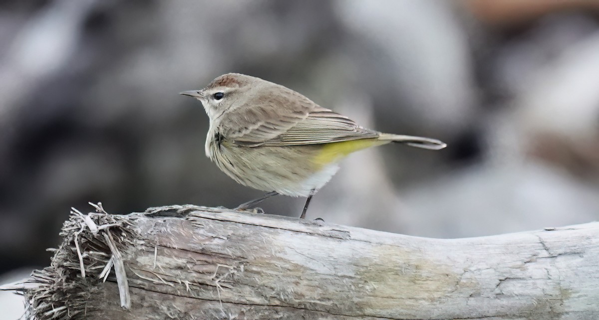 Palm Warbler - ML645926999