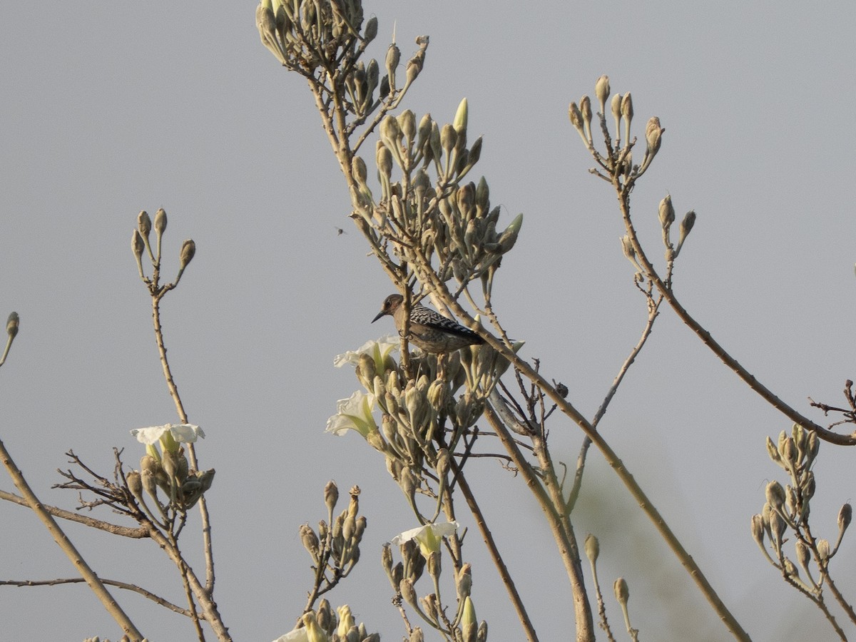 Gray-breasted Woodpecker - ML645927002