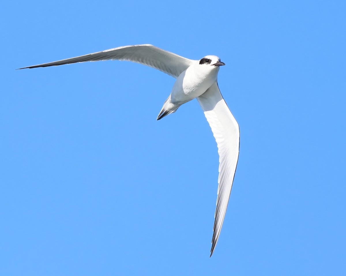 Forster's Tern - ML645927003