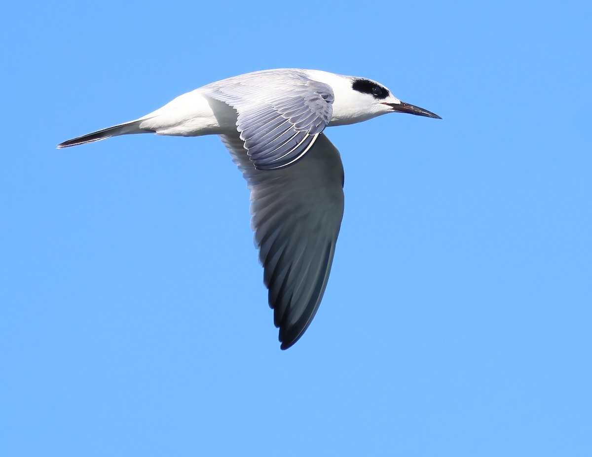 Forster's Tern - ML645927004