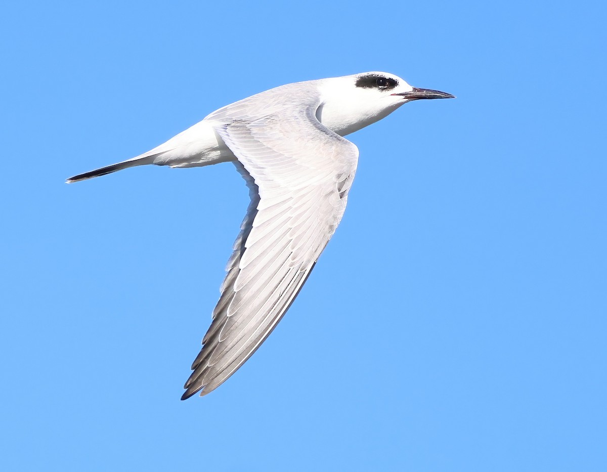 Forster's Tern - ML645927005