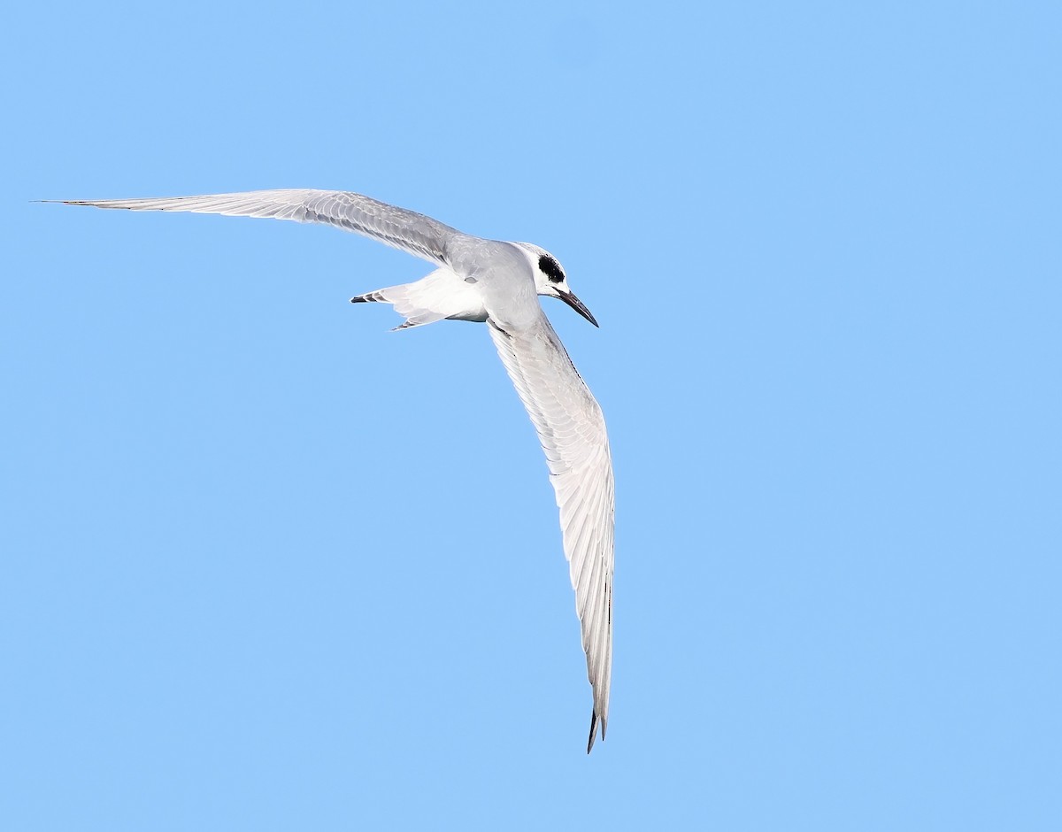 Forster's Tern - ML645927006