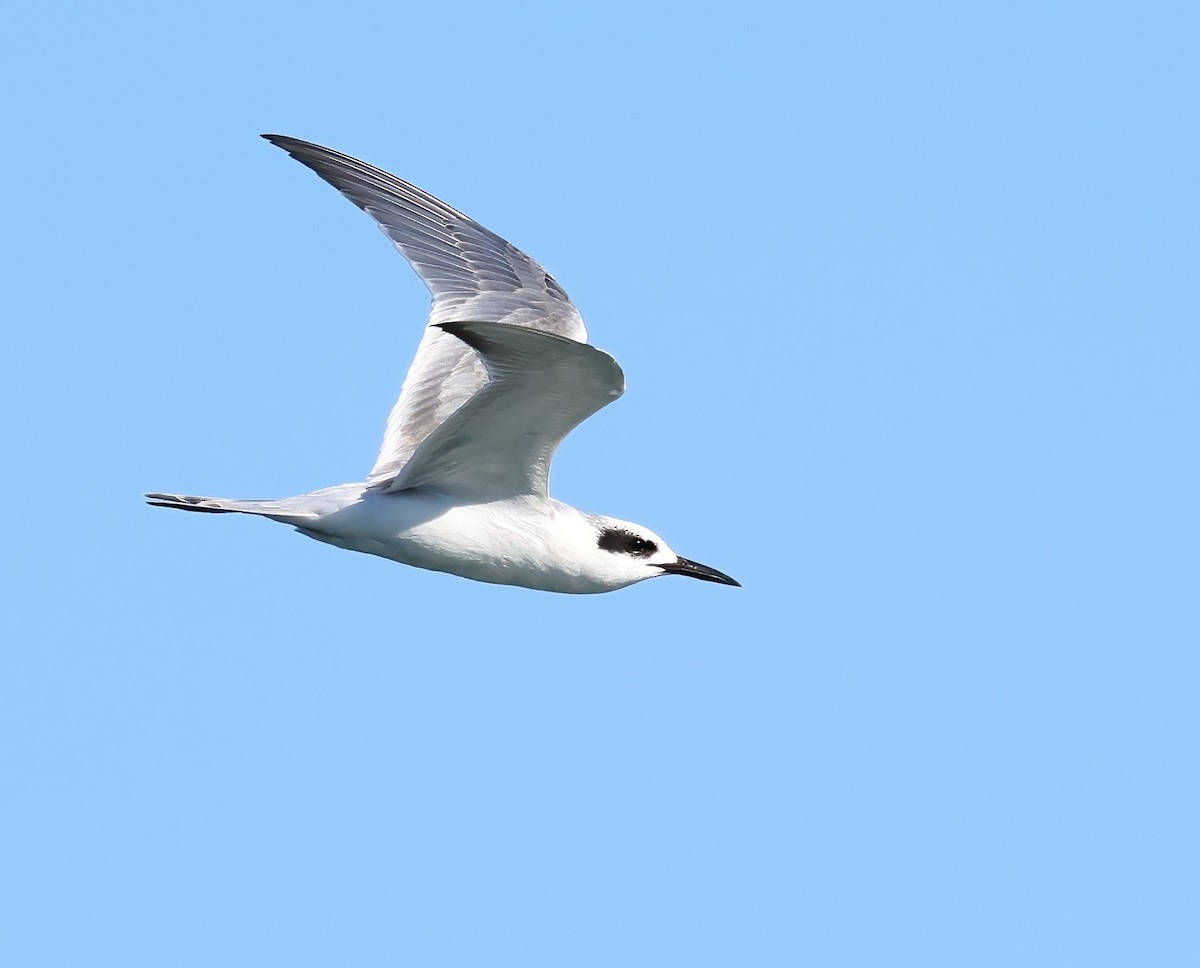 Forster's Tern - ML645927007